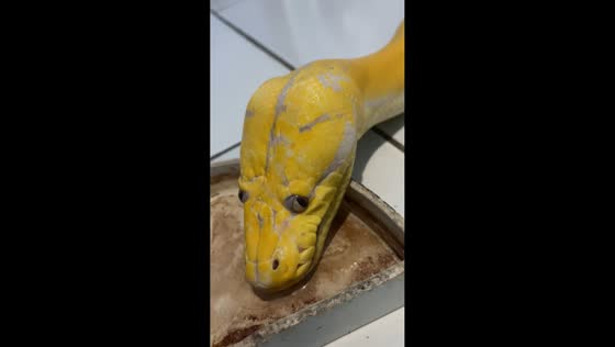 Snake drinks water while glancing around in Bekasi, Indonesia