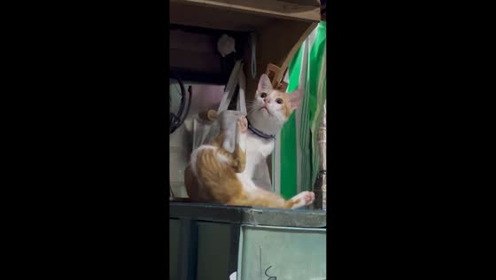 Cat freezes mid-grooming while staring at something in Valenzuela, Philippines