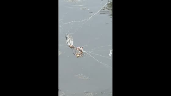 Orb-weaver spider swiftly traps murder hornet in web in Iwakuni, Japan
