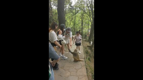 Monkey grabs woman’s bag string before being distracted with ice cream in Guizhou, China