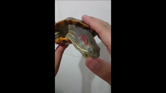 Aggressive turtle bites finger in Hunan, China