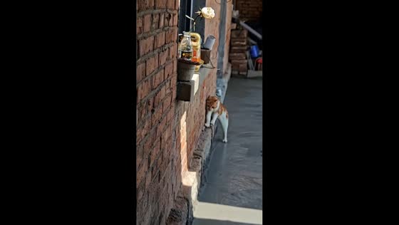 Smart kitten carefully balances along ledge in Shandong, China