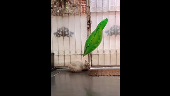 Cat startled after balloon hook gets caught on collar in Malang, Indonesia