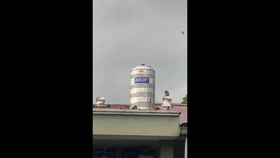 Monkey spotted riding rotating roof ventilator in Taiping, Malaysia