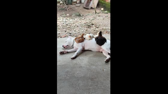 Sleeping dog makes the perfect roost for chickens