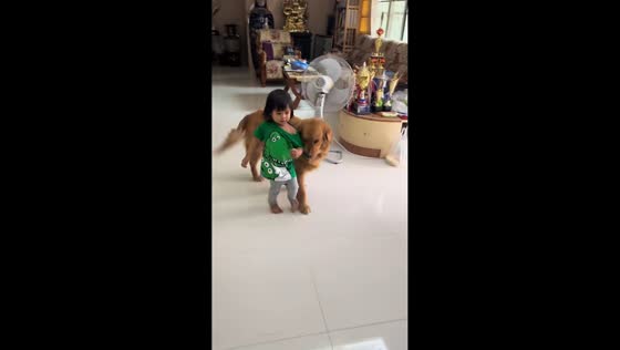 Golden retriever gently drags sibling by shirt in Thailand