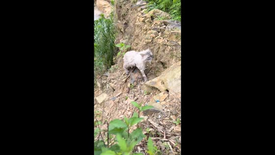 Cat takes an unexpected plunge while trying to cross a river in Hunan, China