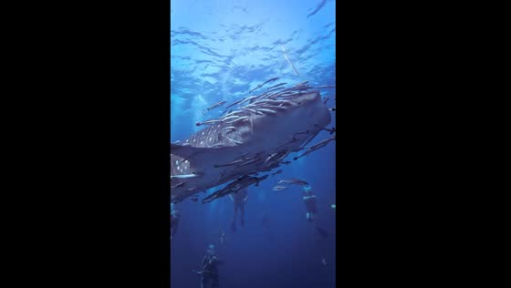 Whale shark harmony: symbiotic dance with striped remora fish in Koh Tao's waters
