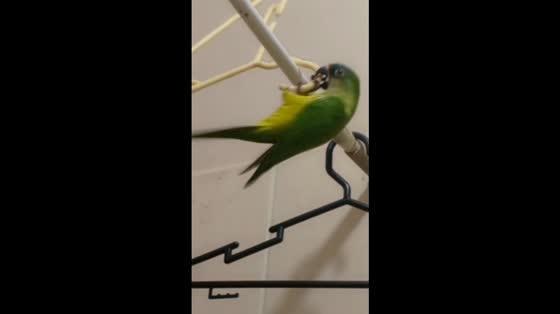 Parrot plays with hanger and takes a tumble in Santa Cruz de la Sierra, Bolivia