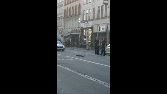 People help ducks cross the road in Copenhagen, Denmark