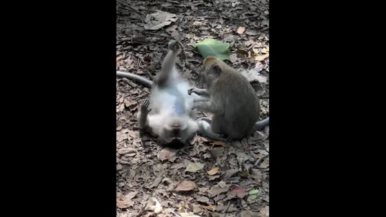The macaque funny lies on its back and is taken care of by another monkey!