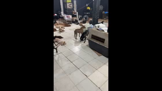 Rescued dogs sheltered from hurricane Beryl in Cancún