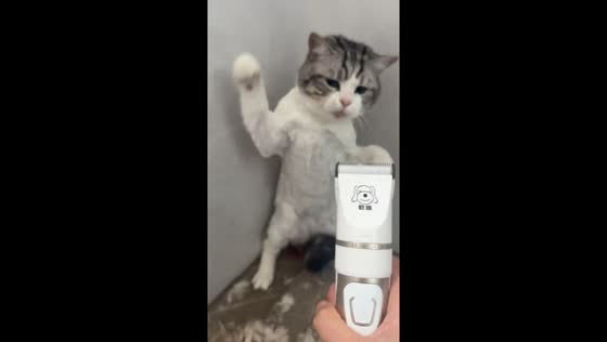 Cat reacts to grooming shaver in Henan, China