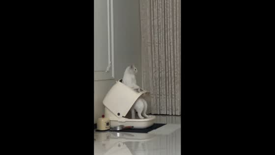 Mischievous cat plays with litter box in Xinjiang, China