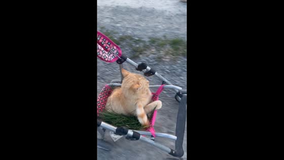 Cat relaxes calmly on moving stroller in Zhytomyr, Ukraine
