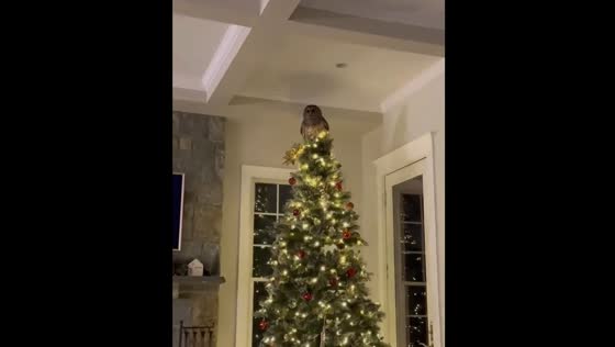 Owl lands on Christmas tree in Arlington home