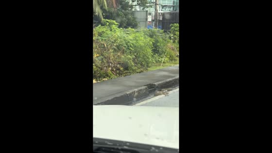 Two-headed snake spotted near Kao Khad View Tower in Phuket, Thailand