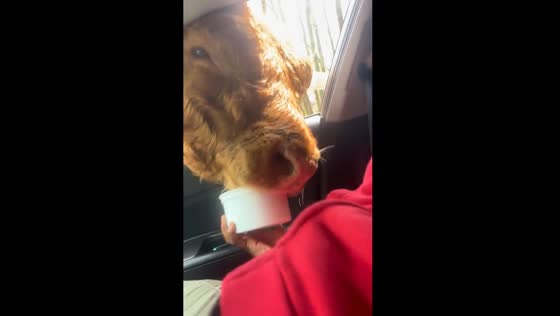 Close encounter with hungry cow at Virginia Safari Park