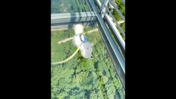 Humorous Pomeranian's sliding steps on glass bridge in Jiangsu, China