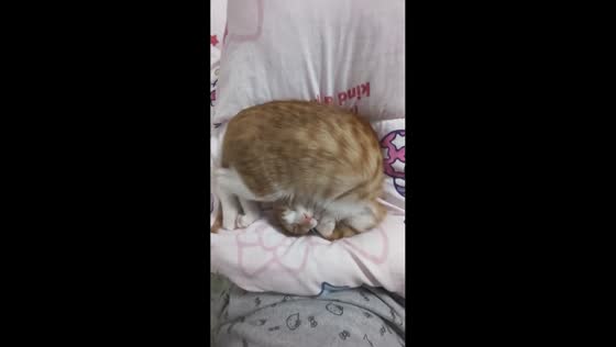 Cat sleeps in unusually flexible position in Jiangsu, China