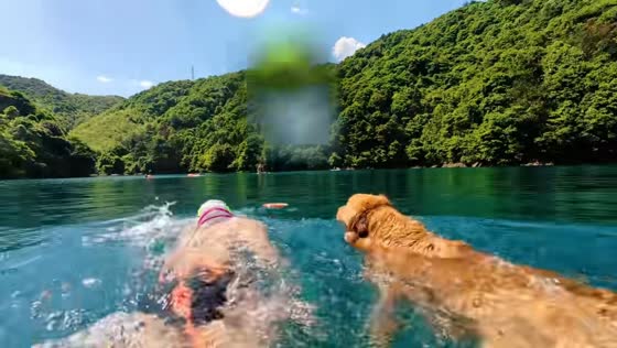 Dog outswims owner during frisbee race in Zhejiang, China