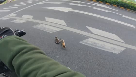 Motorcyclist rescues two kittens found on road in Jiangsu, China