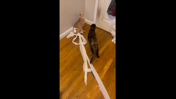 Paralyzed cat Ross gets tangled in toilet paper mishap