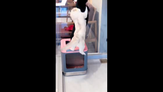 White cat confronts black cat in Jilin, China