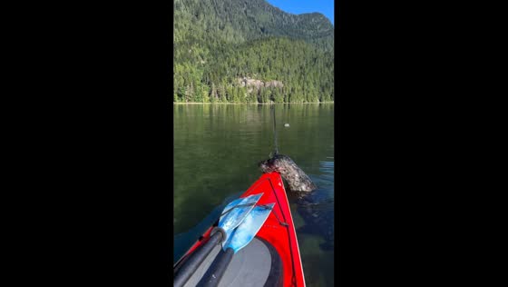 Harbor seal curiously approaches kayaker in Indian Arm, Vancouver, Canada