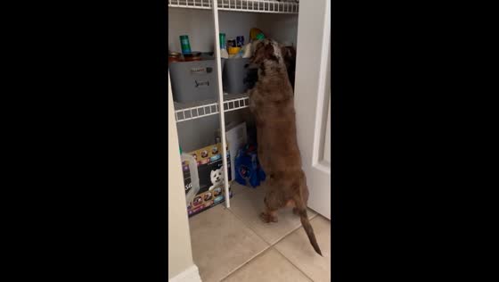 Blind dachshund's brave pantry raid: Charlie's culinary adventures unleashed!