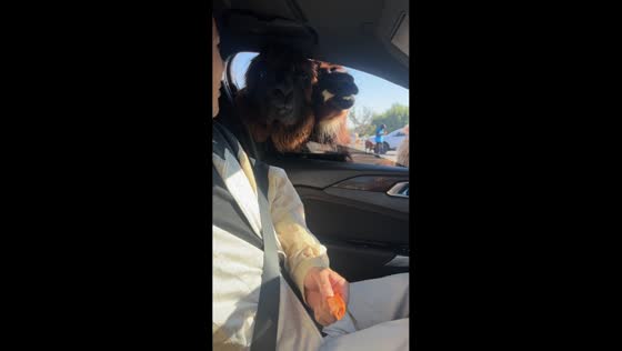 Alpaca hilariously spits carrot pieces into a car while being fed in Jiangsu, China