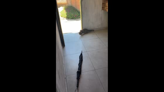 Cat jumps in surprise during playful prank in José Gonçalves de Minas, Brazil