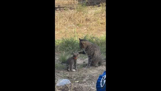Mother cat gently disciplines playful kitten in Thailand