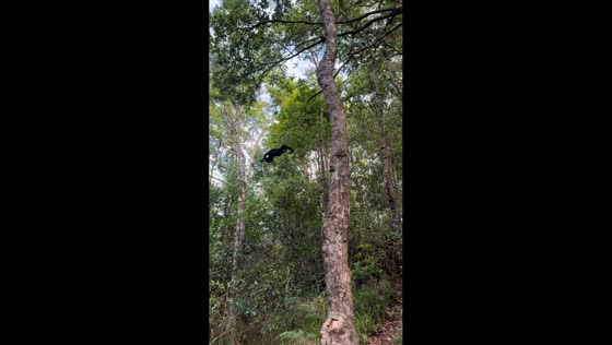 Northern white-cheeked gibbon climbs down for food in Yunnan, China
