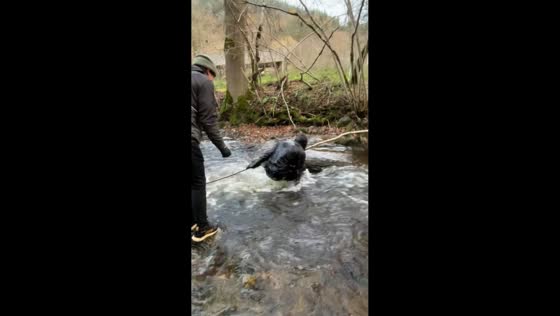 Friend slips into a shallow river while crossing on a tree trunk in Brioude, France
