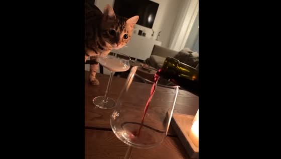 Bengal Cat Ruby's Romantic Candlelit Evening with Owner in Helsinki, Finland | Caught on Camera!