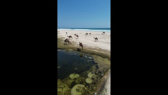 Camels and flamingos spotted roaming freely on beach in Salalah, Oman
