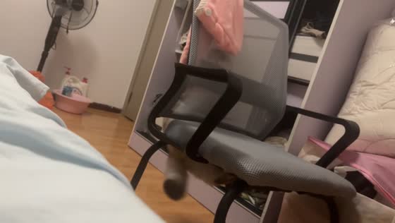 Cat gets trapped under chair after playful jump in Guangxi, China