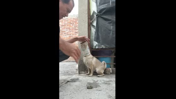 Rescue mission: pug saved from cardboard on head