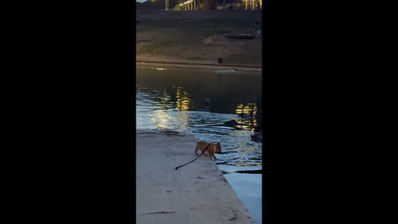 Daring French Bulldog takes a dive after ducks