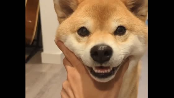 Shiba Inu learned a new trick: watch her adorable smile!