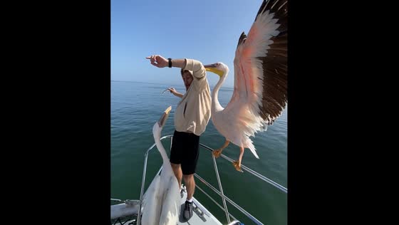 Man tries to feed pelicans in Namibia but they aggressively compete for the fish