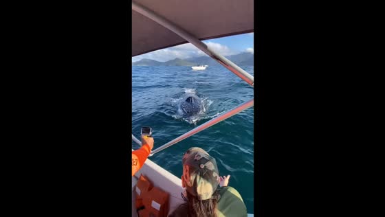 Whale spotted near boat in Castelhanos Bay, Ilhabela, Brazil