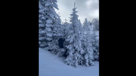 Skiing mishap in Sarajevo ends with skier in bushes
