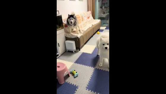 Naughty dogs playing on the sofa in Henan, China