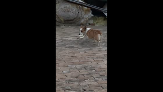 Corgi struggles to bite and put two buns in its mouth in Changzhi, China