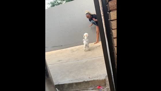Dog attack incident in Johannesburg, South Africa