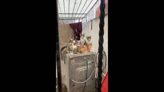 Cats watch man during deep cleaning and fumigation in Mexico City, Mexico