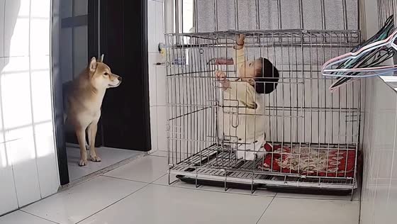 Child enters dog cage in Shandong