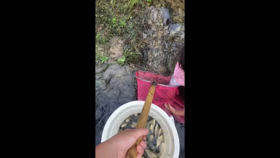 Girl catches small fish in a flowing stream with a landing net in Hubei, China